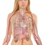anatomy