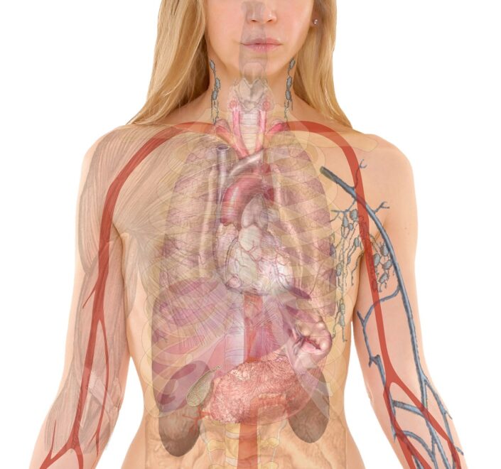 anatomy